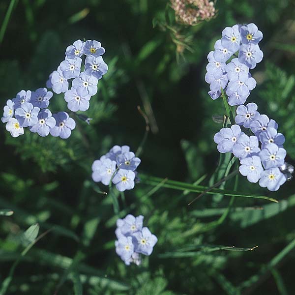 Myosotis alpestris \ Alpen-Vergissmeinnicht / Alpine Forget-me-not, A Großglockner 4.8.2004