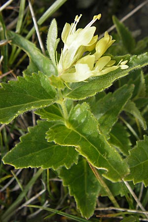 Paederota lutea \ Gelbes M�nderle / Yellow Veronica, A K&auml;rnten/Carinthia, Petzen 2.7.2010