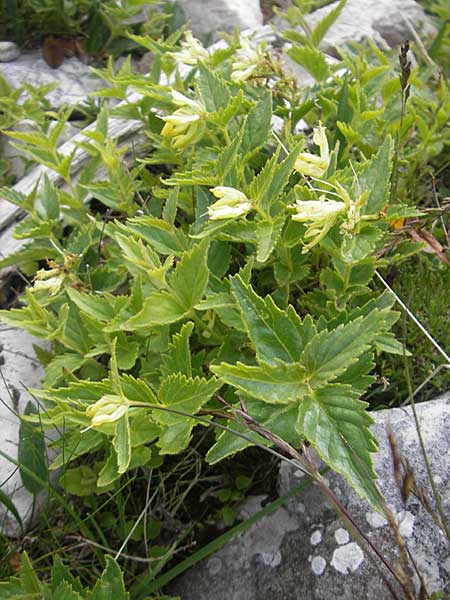 Paederota lutea \ Gelbes M�nderle / Yellow Veronica, A K&auml;rnten/Carinthia, Petzen 2.7.2010