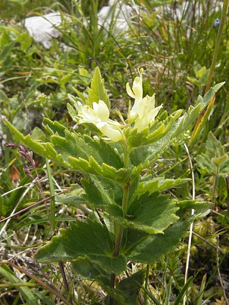 Paederota lutea \ Gelbes M�nderle / Yellow Veronica, A K&auml;rnten/Carinthia, Petzen 2.7.2010