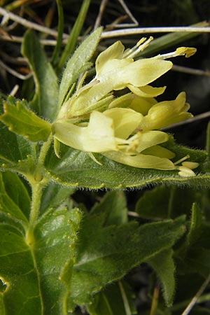 Paederota lutea \ Gelbes M�nderle / Yellow Veronica, A K&auml;rnten/Carinthia, Petzen 2.7.2010