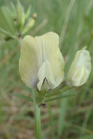 Vicia grandiflora \ Grobltige Wicke / Showy Vetch, A Wildon 20.5.2016