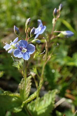 Veronica chamaedrys \ Gamander-Ehrenpreis / Germander Speedwell, A Rax 28.6.2020
