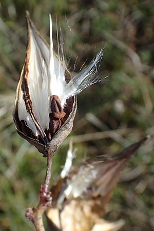 Vincetoxicum hirundinaria \ Schwalbenwurz / White Swallow Wort, A Perchtoldsdorf 22.9.2022