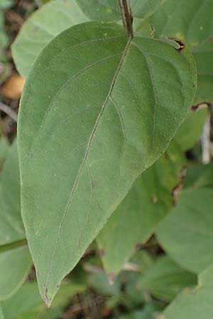 Vincetoxicum hirundinaria \ Schwalbenwurz / White Swallow Wort, A Hainburg 25.9.2022