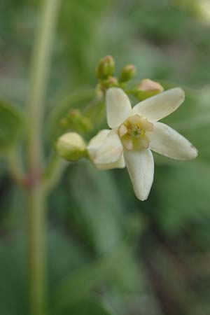 Vincetoxicum hirundinaria \ Schwalbenwurz / White Swallow Wort, A Hainburg 25.9.2022