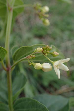 Vincetoxicum hirundinaria \ Schwalbenwurz / White Swallow Wort, A Hainburg 25.9.2022