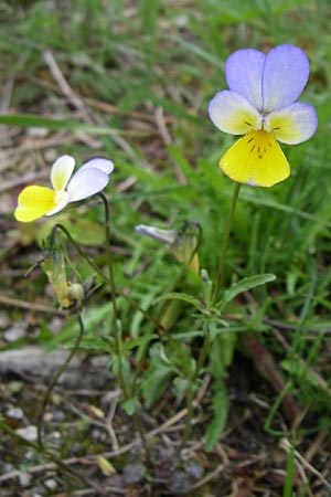 Viola saxatilis \ Gebirgs-Veilchen / Rock Pansy, A Malta - Tal / Valley 7.6.2008