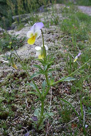 Viola saxatilis \ Gebirgs-Veilchen / Rock Pansy, A Malta - Tal / Valley 7.6.2008
