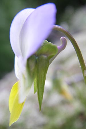 Viola saxatilis \ Gebirgs-Veilchen / Rock Pansy, A Malta - Tal / Valley 7.6.2008