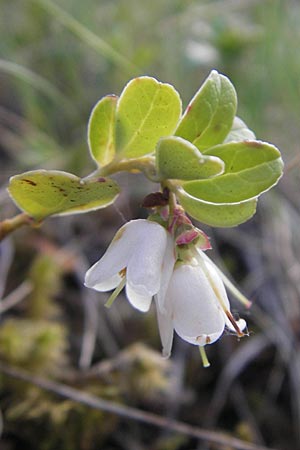 Vaccinium vitis-idaea \ Preiselbeere / Cowberry, Lingonberry, A Hahntennjoch 16.7.2010