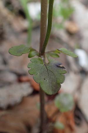 Viola saxatilis \ Gebirgs-Veilchen / Rock Pansy, A Kärnten/Carinthia, Trögerner Klamm 18.5.2016