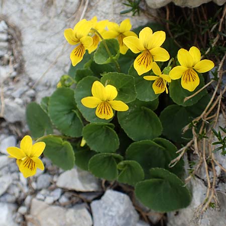 Viola biflora \ Gelbes Veilchen / Alpine Yellow Violet, A Osttirol, Porze 13.7.2019