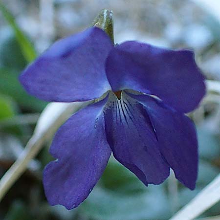 Viola hirta \ Rauhaariges Veilchen / Hairy Violet, A Osttirol, Matrei 5.4.2023