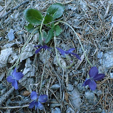 Viola hirta \ Rauhaariges Veilchen / Hairy Violet, A Osttirol, Matrei 5.4.2023