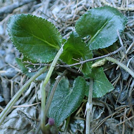 Viola hirta \ Rauhaariges Veilchen / Hairy Violet, A Osttirol, Matrei 5.4.2023