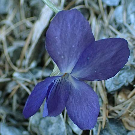 Viola hirta \ Rauhaariges Veilchen / Hairy Violet, A Osttirol, Matrei 5.4.2023