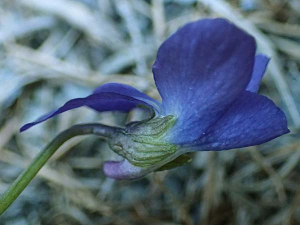 Viola hirta \ Rauhaariges Veilchen / Hairy Violet, A Osttirol, Matrei 5.4.2023