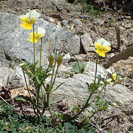 Viola saxatilis \ Gebirgs-Veilchen / Rock Pansy, A Osttirol, Matrei 14.5.2025