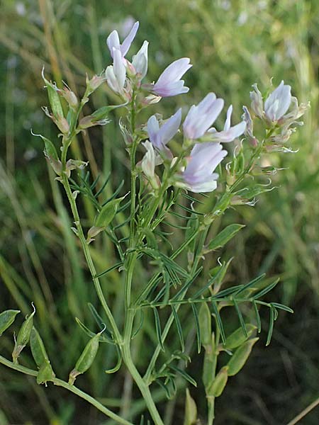 Astragalus austriacus \ �sterreicher Tragant, A Seewinkel, St. Andr&auml; 13.8.2025