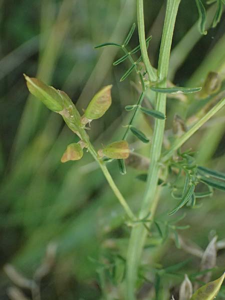 Astragalus austriacus \ �sterreicher Tragant, A Seewinkel, St. Andr&auml; 13.8.2025