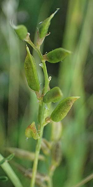 Astragalus austriacus \ �sterreicher Tragant, A Seewinkel, St. Andr&auml; 13.8.2025