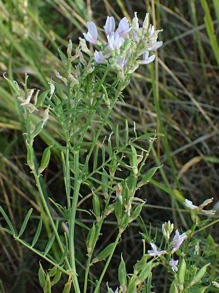 Astragalus austriacus \ �sterreicher Tragant, A Seewinkel, St. Andr&auml; 13.8.2025