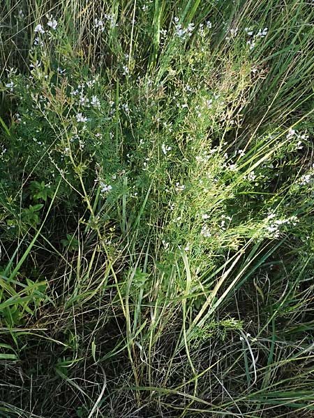 Astragalus austriacus \ �sterreicher Tragant, A Seewinkel, St. Andr&auml; 13.8.2025