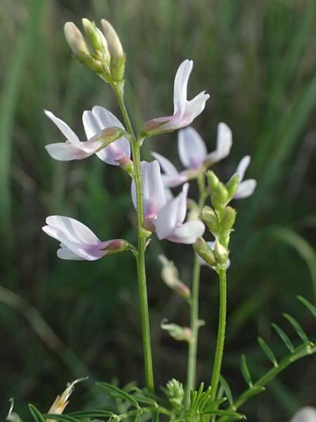Astragalus austriacus \ �sterreicher Tragant, A Seewinkel, St. Andr&auml; 13.8.2025