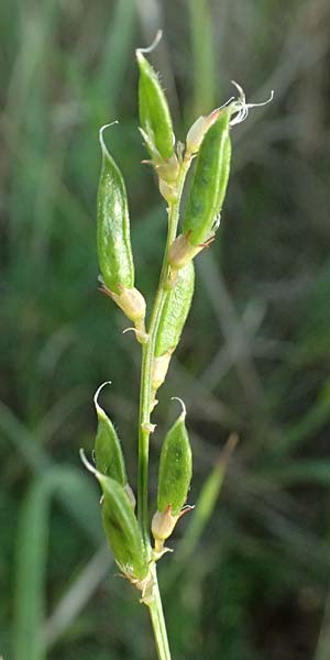 Astragalus austriacus \ �sterreicher Tragant, A Seewinkel, St. Andr&auml; 13.8.2025