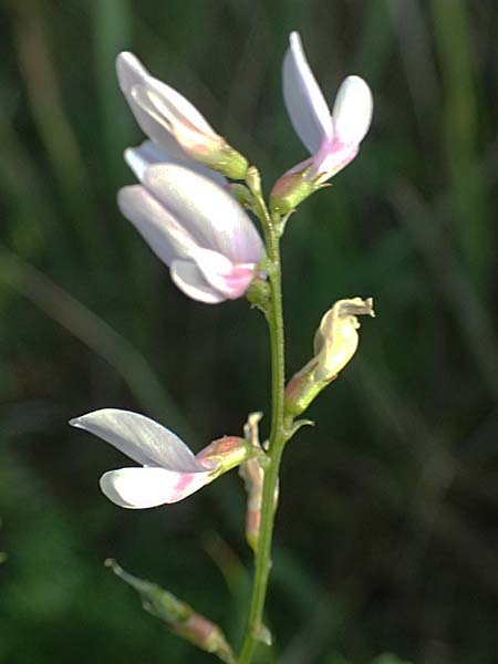Astragalus austriacus \ �sterreicher Tragant, A Seewinkel, St. Andr&auml; 13.8.2025