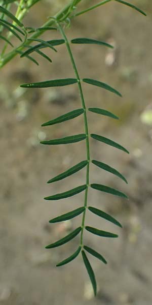 Astragalus austriacus \ �sterreicher Tragant, A Seewinkel, St. Andr&auml; 13.8.2025