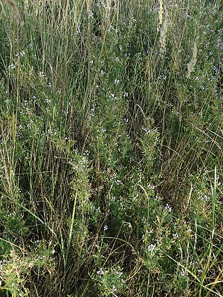 Astragalus austriacus \ �sterreicher Tragant, A Seewinkel, St. Andr&auml; 13.8.2025