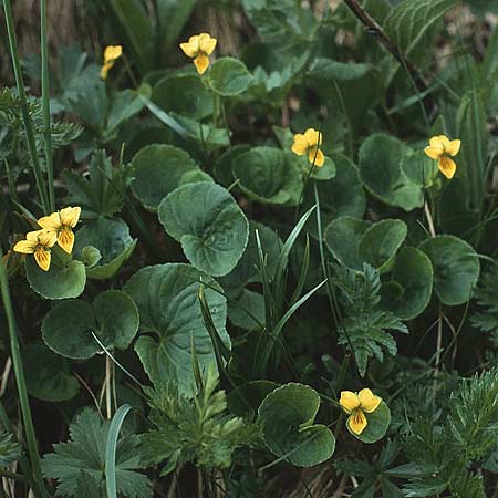 Viola biflora \ Gelbes Veilchen / Alpine Yellow Violet, A Widderstein 12.7.1987