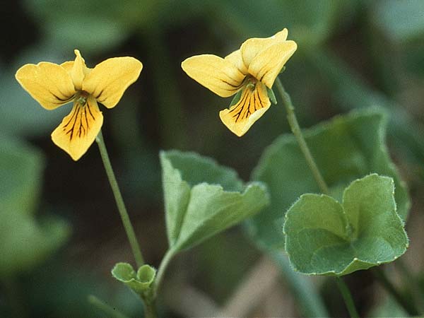 Viola biflora \ Gelbes Veilchen / Alpine Yellow Violet, A Widderstein 12.7.1987