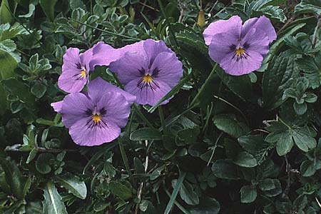 Viola calcarata \ Langsporniges Veilchen, Gesporntes Stiefmtterchen / Spurred Pansy, A Almajur - Tal / Valley 13.7.1987