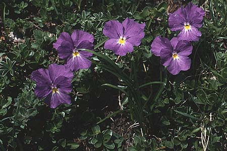 Viola calcarata \ Langsporniges Veilchen, Gesporntes Stiefmtterchen / Spurred Pansy, A Widderstein 17.7.1987