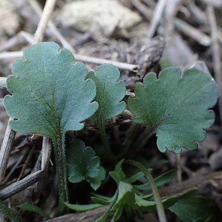Viola kitaibeliana \ Kleines Stiefmtterchen / Dwarf Pansy, A Weinviertel,  Goggendorf 1.4.2023