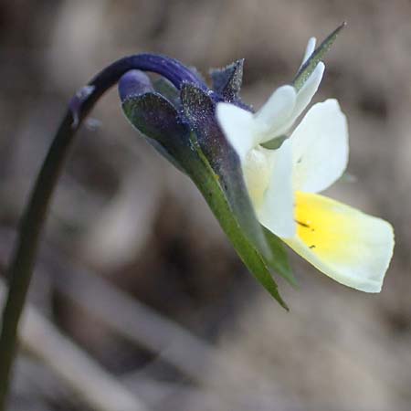Viola kitaibeliana \ Kleines Stiefmtterchen / Dwarf Pansy, A Weinviertel,  Goggendorf 1.4.2023