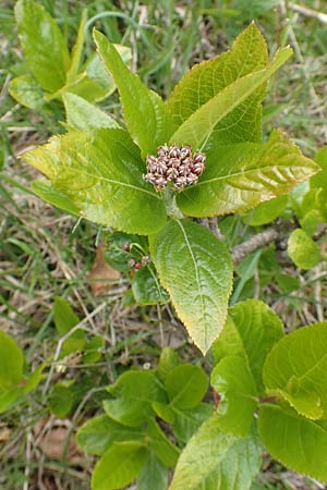 Sorbus chamaemespilus \ Zwerg-Mehlbeere, Berg-Mehlbeere / Dwarf Whitebeam, False Medlar, A Kärnten/Carinthia, Feistritz im Rosental 17.5.2016