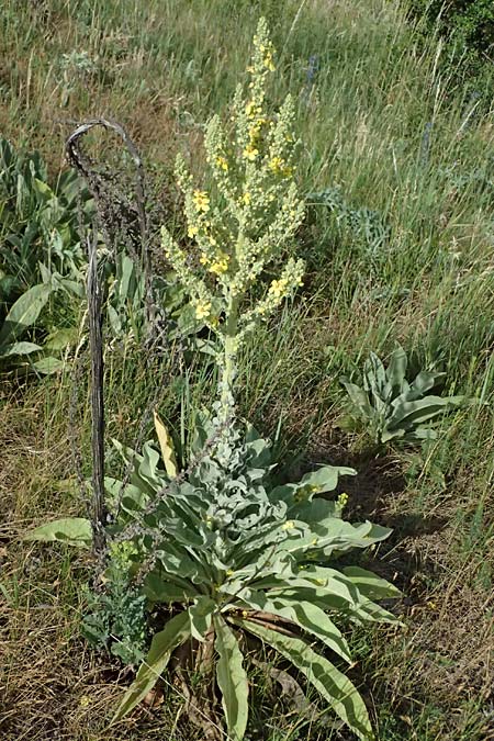 Verbascum lychnitis \ Mehlige K�nigskerze / White Mullein, A D&uuml;rnstein 11.6.2026