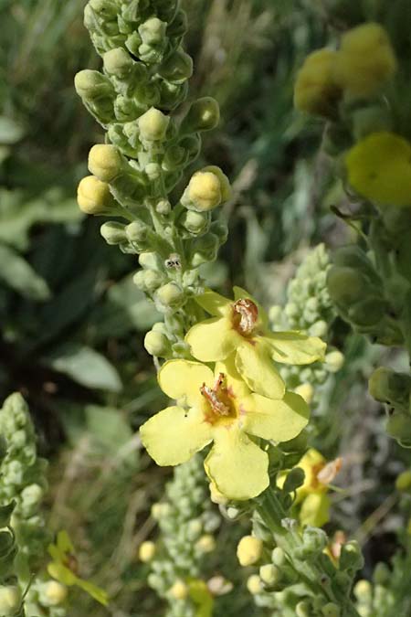 Verbascum lychnitis \ Mehlige K�nigskerze / White Mullein, A D&uuml;rnstein 11.6.2026