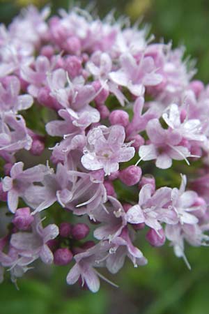 Valeriana montana \ Berg-Baldrian / Mountain Valerian, A Obertauern 8.6.2008