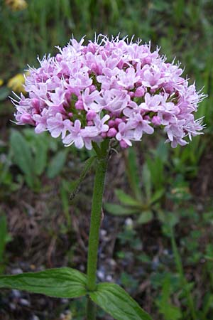 Valeriana montana \ Berg-Baldrian / Mountain Valerian, A Obertauern 8.6.2008