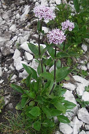 Valeriana montana \ Berg-Baldrian / Mountain Valerian, A Kärnten/Carinthia, Petzen 2.7.2010