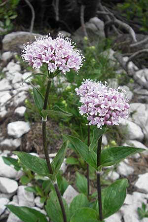 Valeriana montana \ Berg-Baldrian / Mountain Valerian, A Kärnten/Carinthia, Petzen 2.7.2010