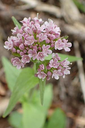 Valeriana montana \ Berg-Baldrian / Mountain Valerian, A Kärnten/Carinthia, Feistritz im Rosental 17.5.2016