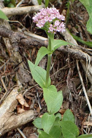 Valeriana montana \ Berg-Baldrian / Mountain Valerian, A Kärnten/Carinthia, Feistritz im Rosental 17.5.2016