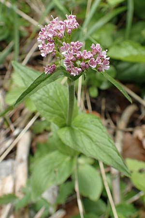Valeriana montana \ Berg-Baldrian / Mountain Valerian, A Kärnten/Carinthia, Feistritz im Rosental 17.5.2016