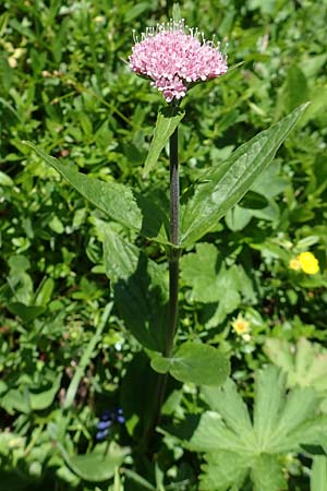 Valeriana montana \ Berg-Baldrian / Mountain Valerian, A Tauplitz-Alm 5.7.2020